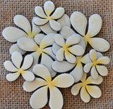 Frangipanis image 1